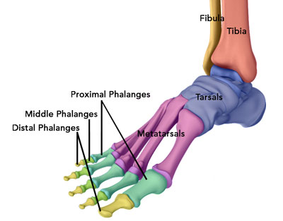 FOOT ANATOMY