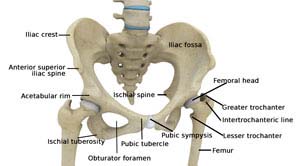 HIP ANATOMY