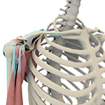 SHOULDER ANATOMY